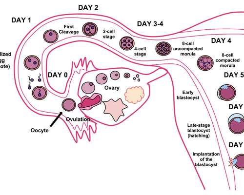 武汉私立供卵一次多少钱,武汉市私立医院供卵价格