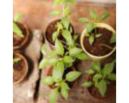 试管婴儿登记体检流程是什么，内附注意事项,供卵试管怀孕