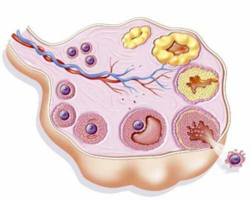 武汉供卵试管要费用,武汉试管医院供卵费用多少钱？