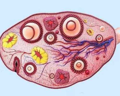 武汉代怀价钱,武汉正规供卵试管医院,武汉正规供卵机构