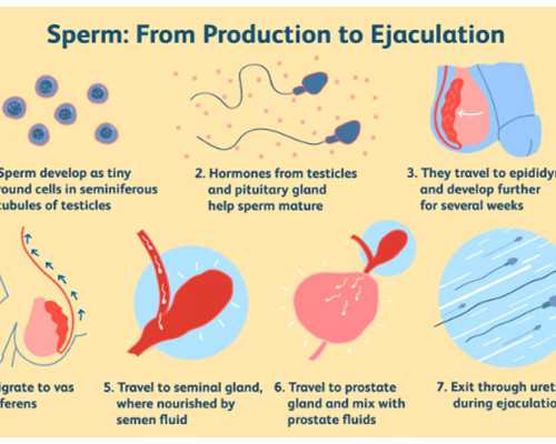 武汉哪里供卵子吗,湖北省人类精子库在哪里,武汉同济医院精子库