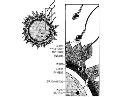 幼儿园育儿知识_怀孕期间产检时间表,黄体功能不足应该要怎么备孕才能够不流