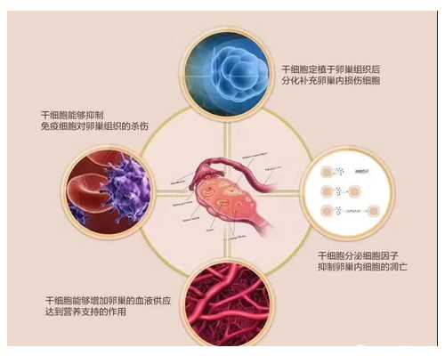 代妈公告_2026
代孕套餐,试管婴儿之男性精子一般要多久可以成熟？_上海供卵试