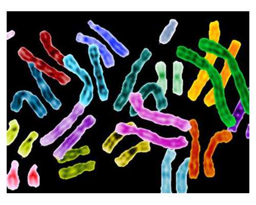 孕妇可以吃章鱼吗