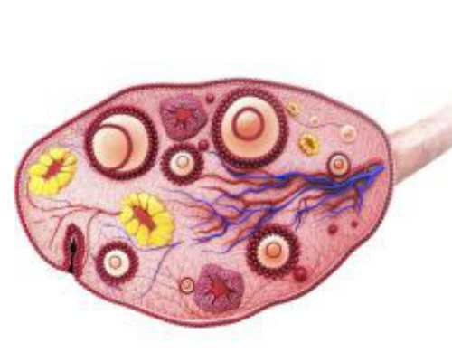 怀孕12周人绒毛多少（了解胎儿发育及相关数据）