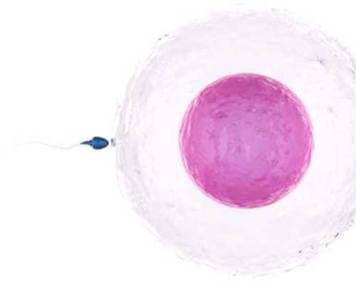 武汉最靠谱代孕中心,武汉同济试管流程(武汉同济试管检查流程)