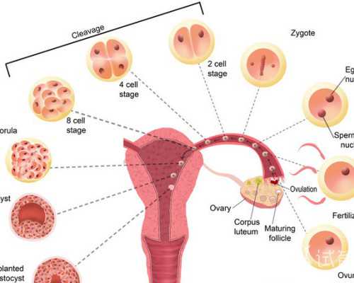 武汉助孕供卵生子,武汉供卵试管机构(武汉最大供卵机构)