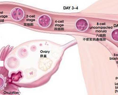 360化妆品网_2026供卵,做泰国试管婴儿的身体是什么样的感受-试管促排用果纳芬