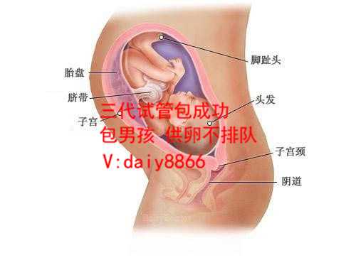 广州包性别_试管婴儿需要多长时间可以怀_少精症的症状表现有哪些呢