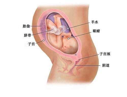 <b>河南供卵医院_上海国妇婴第三代试管婴儿胚胎筛查多少钱</b>